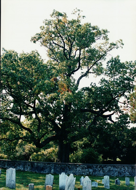 the historic Black Oak tree which was the last remaining tree from the grove that inspired the name of the Grove community