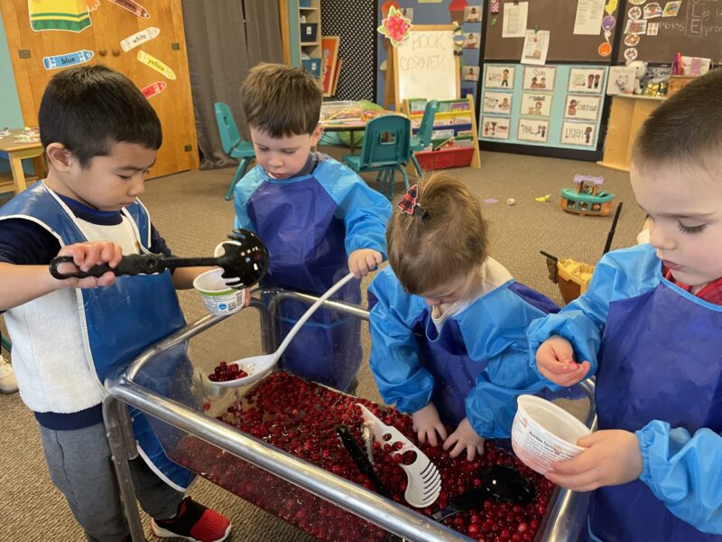 Preschool children scooping cranberries from a tub
