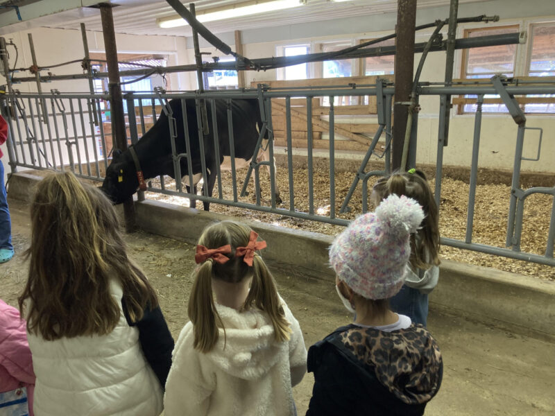 Preschool children at a farm watching a cow